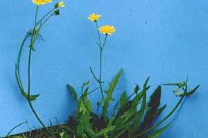 Hawksbeard weed