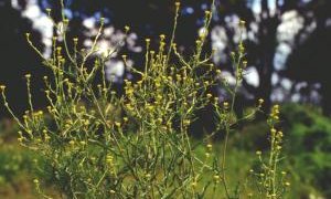hedge mustard weed.