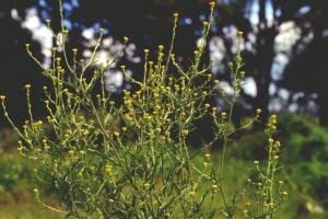hedge mustard weed.
