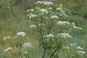 Tall hemlock growing in pasture.