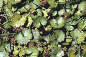 hydrocotyle weed genus