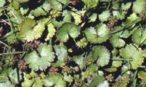 hydrocotyle weed genus