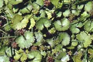 hydrocotyle weed genus