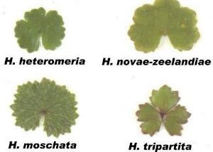 hydrocotyle leaf comparison