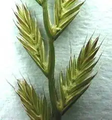 Photo of the Italian ryegrass seedhead