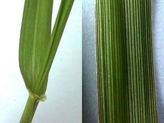 Photos of Italian ryegrass leaf and lamina (left) and ribbed leaf (right)