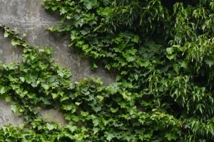 Ivy growing on wall.