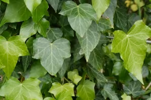 Ivy leaves