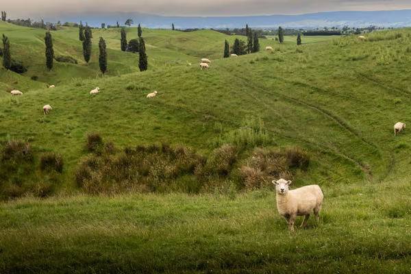 sheep in a paddock