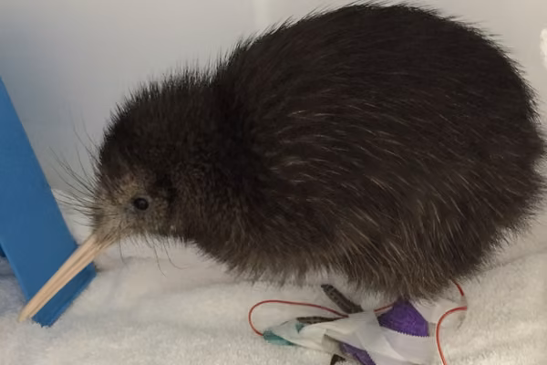 Kiwi at wildbase hospital