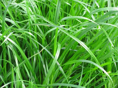 Emerald green leaf colour, example is perennial ryegrass.