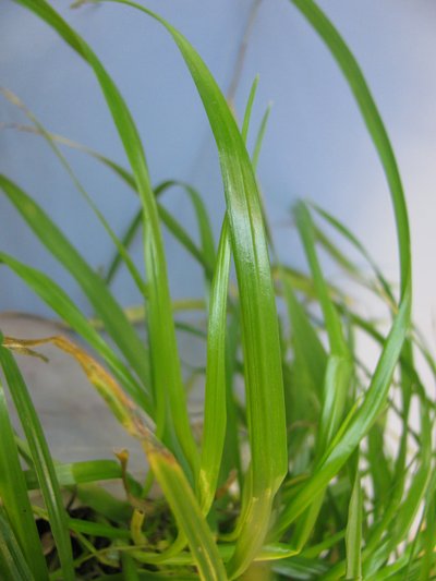 Example of the shiny leaf surface on Italian ryegrass