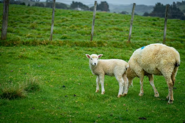 lamb and sheep standing in paddock