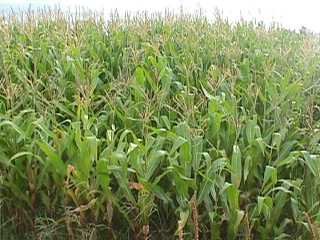 Photo of a crop of maize