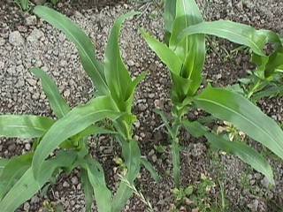 Photo of maize plants