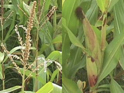 Photo of maize seedhead and cob