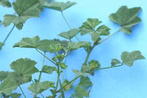 Mallow weed species.