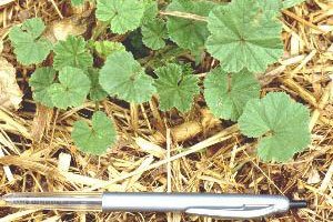 Mallow leaves shown next to pen for size reference.