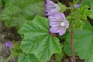 Mallow weed with purple flowers growing.