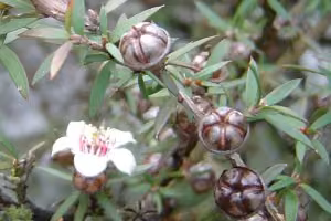 Manuka tree
