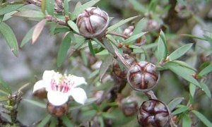 Manuka tree
