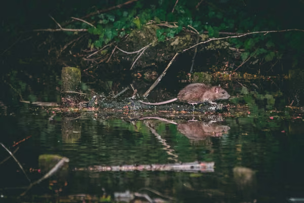 rat running along a river bank