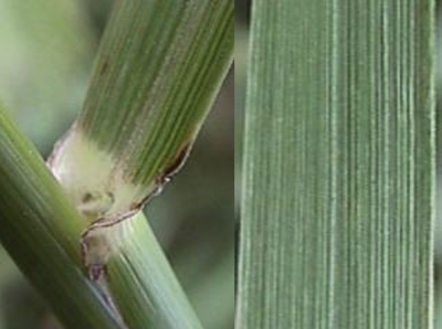 Photo of Meadow foxtail leaves