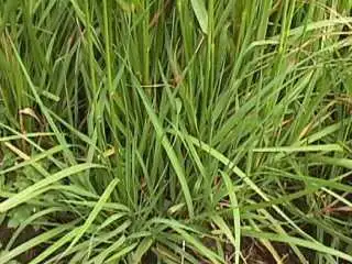 Photo of Meadow foxtail grass