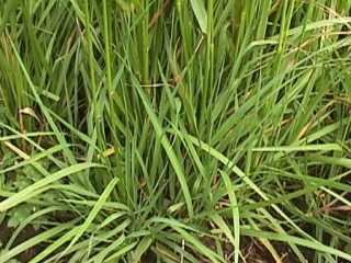 Photo of Meadow foxtail grass
