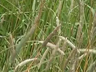Photo of Meadow foxtail seedhead