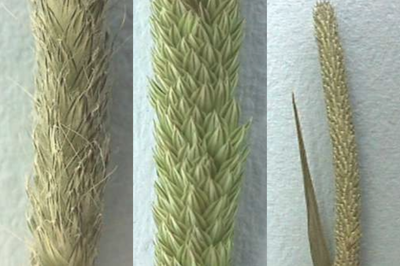 Photo comparing the seedheads of Foxtail, Phalaris and Timothy.