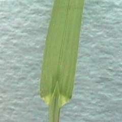 Photo of Meadow grass leaf blade