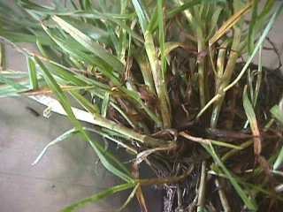 Photo of Meadow grass leaves and stolons