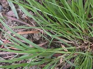 Photo of Meadow grass.