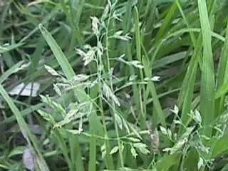 Photo of Meadow grass seedhead