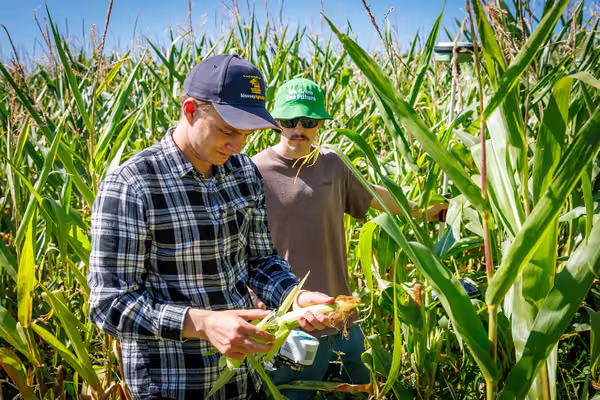 Two men stand in a field amongst tall corn plants, inspecting some corn that has been picked.