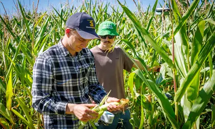 Two men stand in a field amongst tall corn plants, inspecting some corn that has been picked.