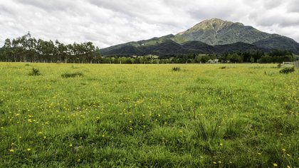 New Zealand farm in Christchurch.