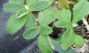 mouse-ear hawkweed foliage showing long hairs growing.
