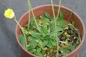 mouse-ear hawkweed growing in a pot.