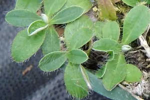mouse-ear hawkweed foliage showing long hairs growing.