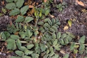 Musky storksbill leaves forming from central point.
