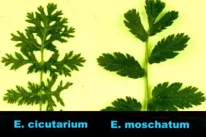 Leaf comparison of the musky storksbill and the storksbill.