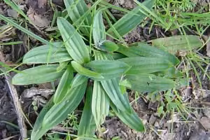 narrow-leaved plantain leaves.