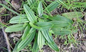 narrow-leaved plantain leaves.