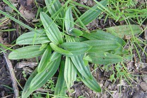 narrow-leaved plantain leaves.