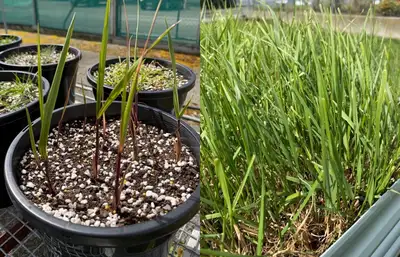 two different types of grass