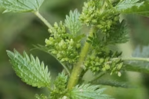 Nettle flowers and fruits found under base of the leaves.