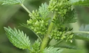 Nettle flowers and fruits found under base of the leaves.
