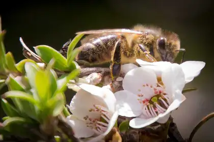 The science of saving our honey bees - image1